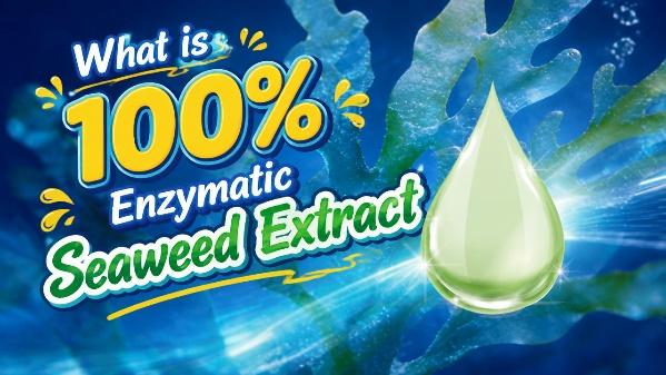 China Seaweed Extract: Which One Actually Delivers the Best Benefits?